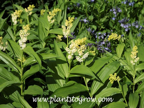 False Soloms Seal (Maianthemum racemosum)